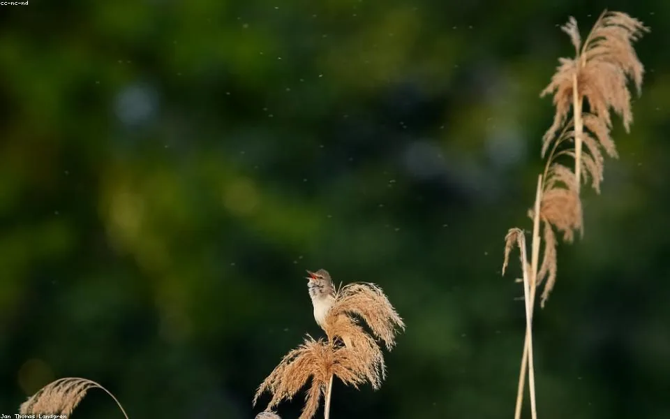 Birding habitat for Seasonal timing