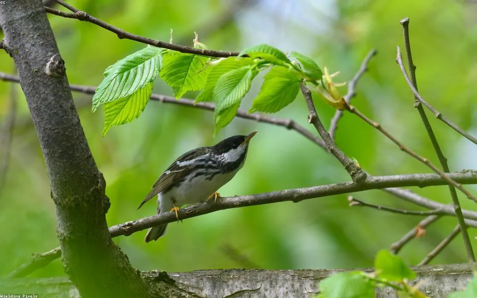 Birding habitat for In the field
