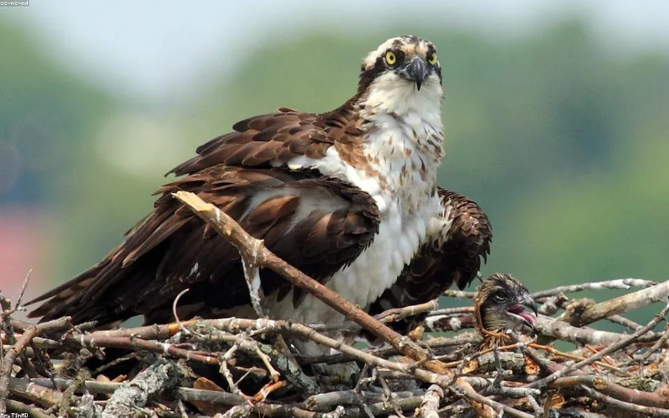 Birding habitat for Field routes