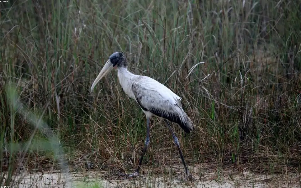 Birding habitat for Useful records