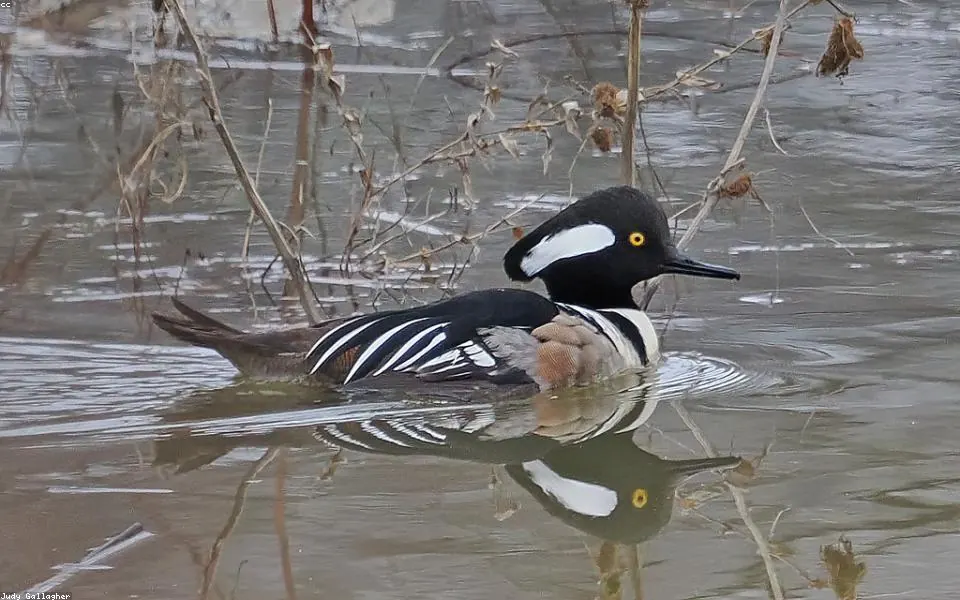 Birding habitat for Living habitat